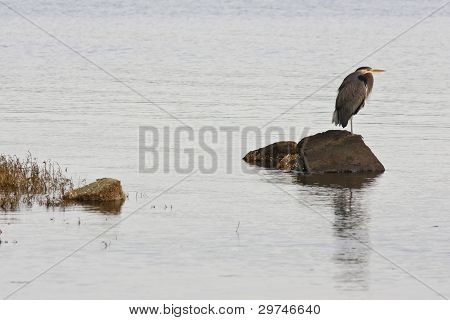 Blue Heron na skale