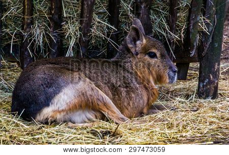 Closeup Of A Patagonian Mara Sitting In The Hay, Near Threatened Rodent Specie From Patagonia