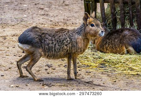 Closeup Of A Patagonian Mara Standing In The Sand, Near Threatened Rodent Specie From Patagonia