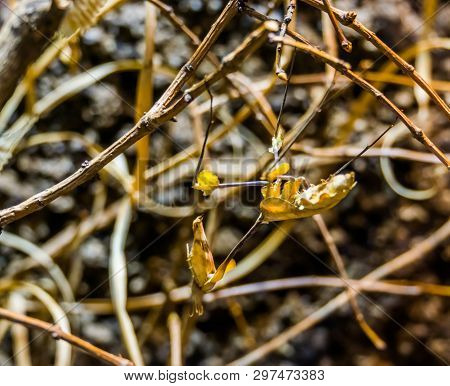 Wandering Violin Mantis In Macro Closeup Hanging On A Branch, Popular Insect From India