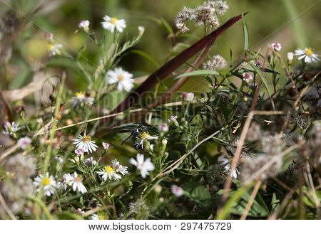 Potter Wasp (eumenes Fraternus) On A Pretty, Yellow Flower In A Field