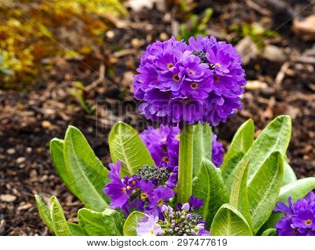 Purple Drumstick Primula (primula Denticulata) Flowering In A Garden