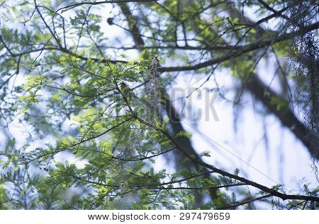 Yellow-breasted Chat (icteria Virens) Perched On A Tree