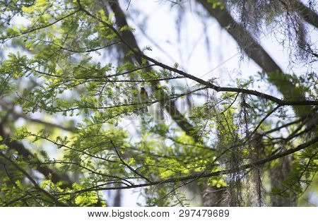 Yellow-breasted Chat (icteria Virens) Perched On A Limb