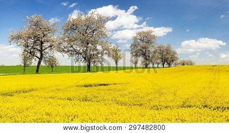 Rapeseed Canola Or Colza Field And Alley Of Flowering Cherry Trees With Beautiful Sky Brassica Napus
