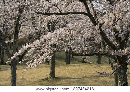 Cherry Blossoms In Sakura No Sato, Izu, Shizuoka, Japan