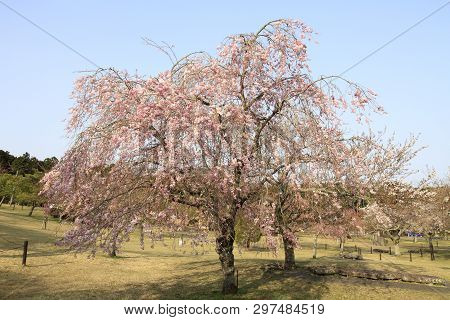 Weeping Cherry Tree In Sakura No Sato, Izu, Shizuoka, Japan