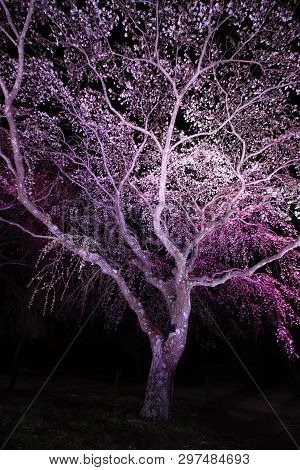 Weeping Cherry Tree In Sakura No Sato, Izu, Shizuoka, Japan (night Scene)