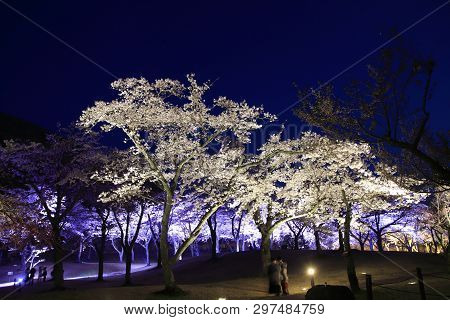 Cherry Blossoms In Sakura No Sato, Izu, Shizuoka, Japan (night Scene)