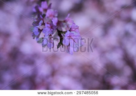 Cherry Blossoms In Sakura No Sato, Izu, Shizuoka, Japan (night Scene)