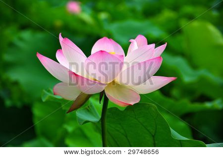 Blossom Lootuksenkukka