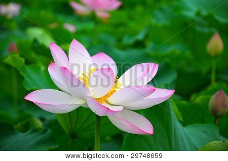 Blossom pink lotus kukat