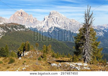 Larch Wood And Tofano, Tofana Or Le Tofane Gruppe, Alps Dolomities Mountains, Italy