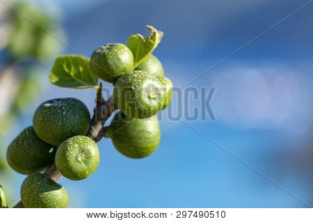 Unripe Green Figs Fruits Riping On Fig Tree
