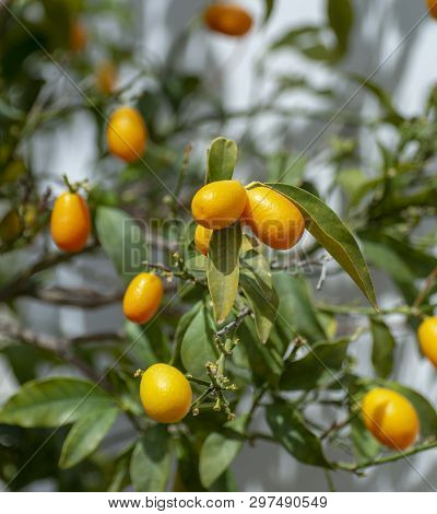 Ripe Yellow Kumquat Citrus Fruit On Tree Ready To Harvest