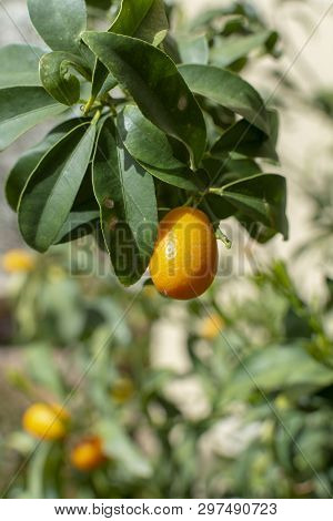 Ripe Yellow Kumquat Citrus Fruit On Tree Ready To Harvest