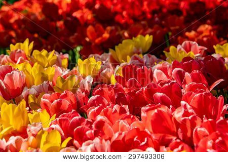 Beautiful Red, Yellow And Pink Tulips In Sunny Weather In Holland.