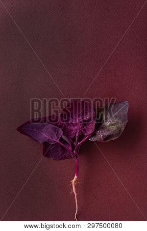 fresh purple orach