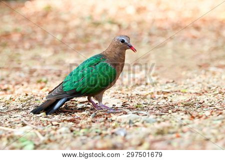 Image Of Bird, Common Emerald Dove On Nature Background. Scientific Name Chalcophaps Indica