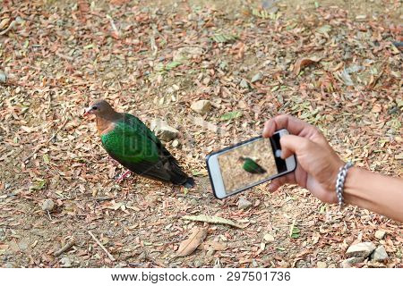People Use The Phone Take Pictures Of Birds In The Park,common Emerald Dove On Nature Background. Sc