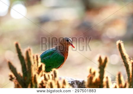 Image Of Bird, Common Emerald Dove On Nature Background. Scientific Name Chalcophaps Indica