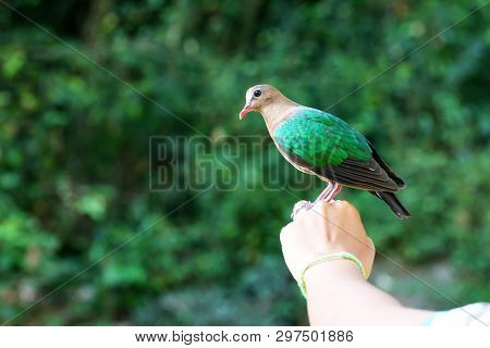Bird In The Hand, Common Emerald Dove On Nature Background. Scientific Name Chalcophaps Indica