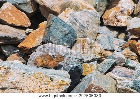 Pika Rodent On Stones In Highlands. Small Curious Animal On Colorful Rocky Hill. Little Fluffy Cute 