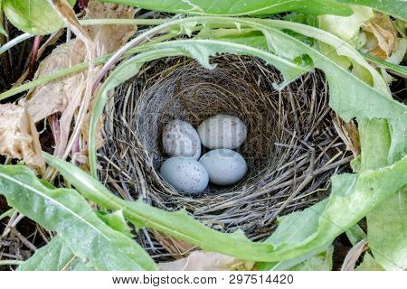 Dark-eyed Junco Nest With Eggs. Santa Clara County, California, Usa.