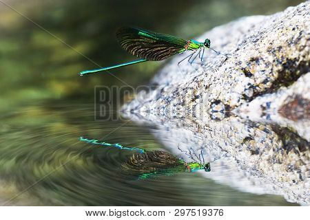 Mirror Reflection Of Beautiful Blue Damselflies On A Rock In Waterfall ,thailand. Heliocypha Biforat