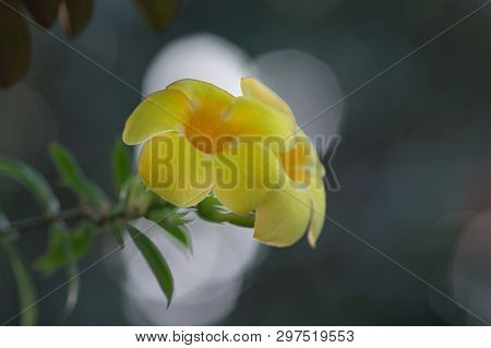 The Yellow Trumpet-flowers (yellow Elder, Trumpetbush, Trumpetflower, Yellow Trumpetbush)on A Blurre