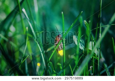 Firefly on grass at dusk