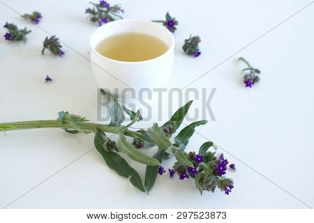 Herbal Tea From Anchusa Officinalis, Commonly Known As The Common Bugloss Or Alkanet For Herbal Medi