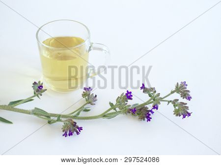 Herbal Tea From Anchusa Officinalis, Commonly Known As The Common Bugloss Or Alkanet For Herbal Medi