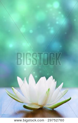 White water lilly virág