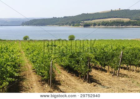 Vigneto e lago In Umbria