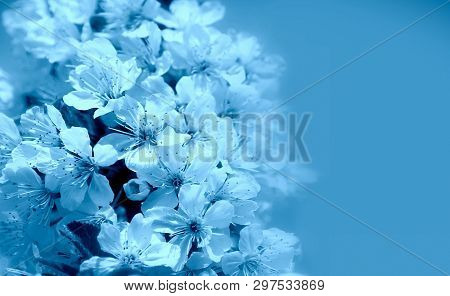 Blooming Cherry Tree In The Garden. Cherry Flowers Close Up.
A Bouquet Flowers. Floral Collage. Flow