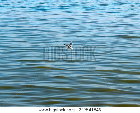 Seagull Flying Above The Sea On A Blue Background. One Seagull Flying Over The Sea