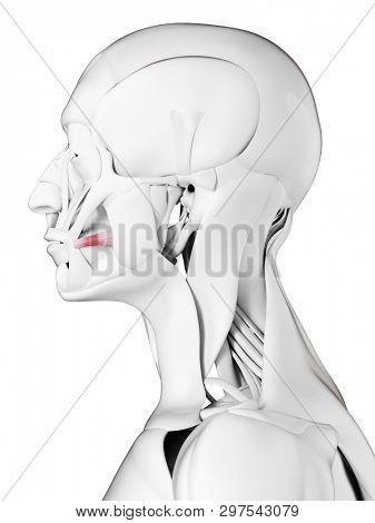 3d rendered medically accurate illustration of the risorius