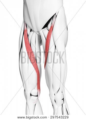 3d rendered medically accurate illustration of the sartorius