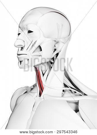 3d rendered medically accurate illustration of the  sternohyoid
