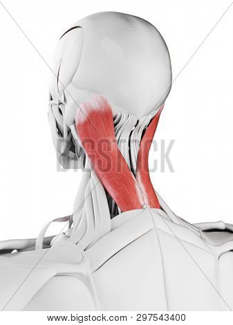 3d rendered medically accurate illustration of the splenius capitis