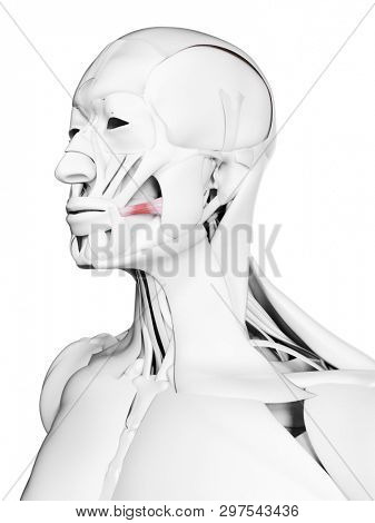 3d rendered medically accurate illustration of the risorius