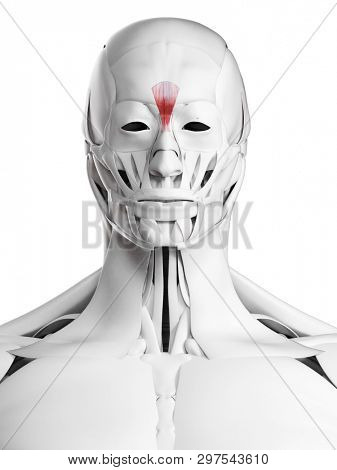3d rendered medically accurate illustration of the procerus