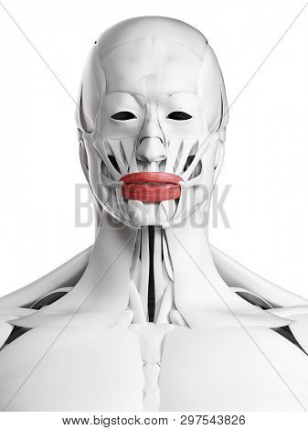 3d rendered medically accurate illustration of the orbicularis oris