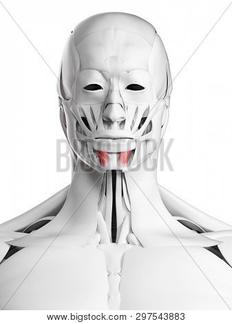 3d rendered medically accurate illustration of the mentalis