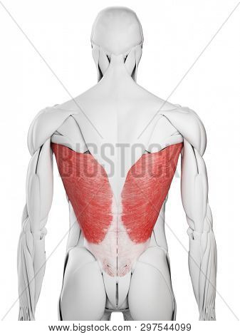 3d rendered medically accurate illustration of the latissimus dorsi