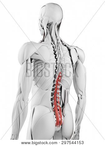 3d rendered medically accurate illustration of the multifidus