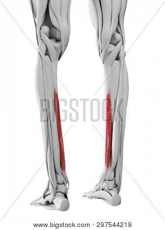 3d rendered medically accurate illustration of the flexor digitorum longus