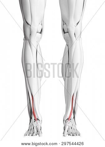 3d rendered medically accurate illustration of the extensor hallucis longus