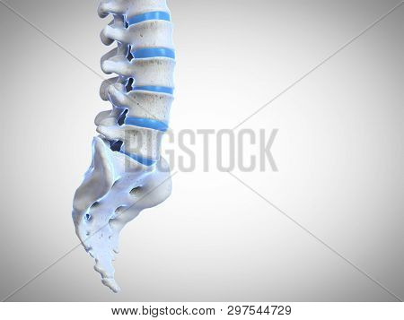 3d rendered medically accurate illustration of the human spine